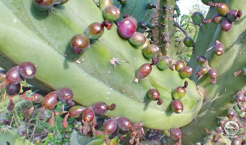Миртиллокактус с плодами Миртиллокактус с плодами