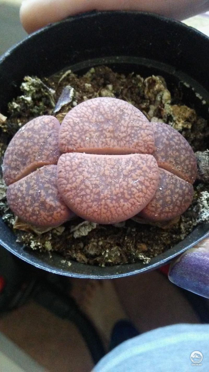 Трехглавый литопс