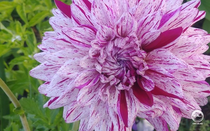 Георгины с двухцветными лепестками!