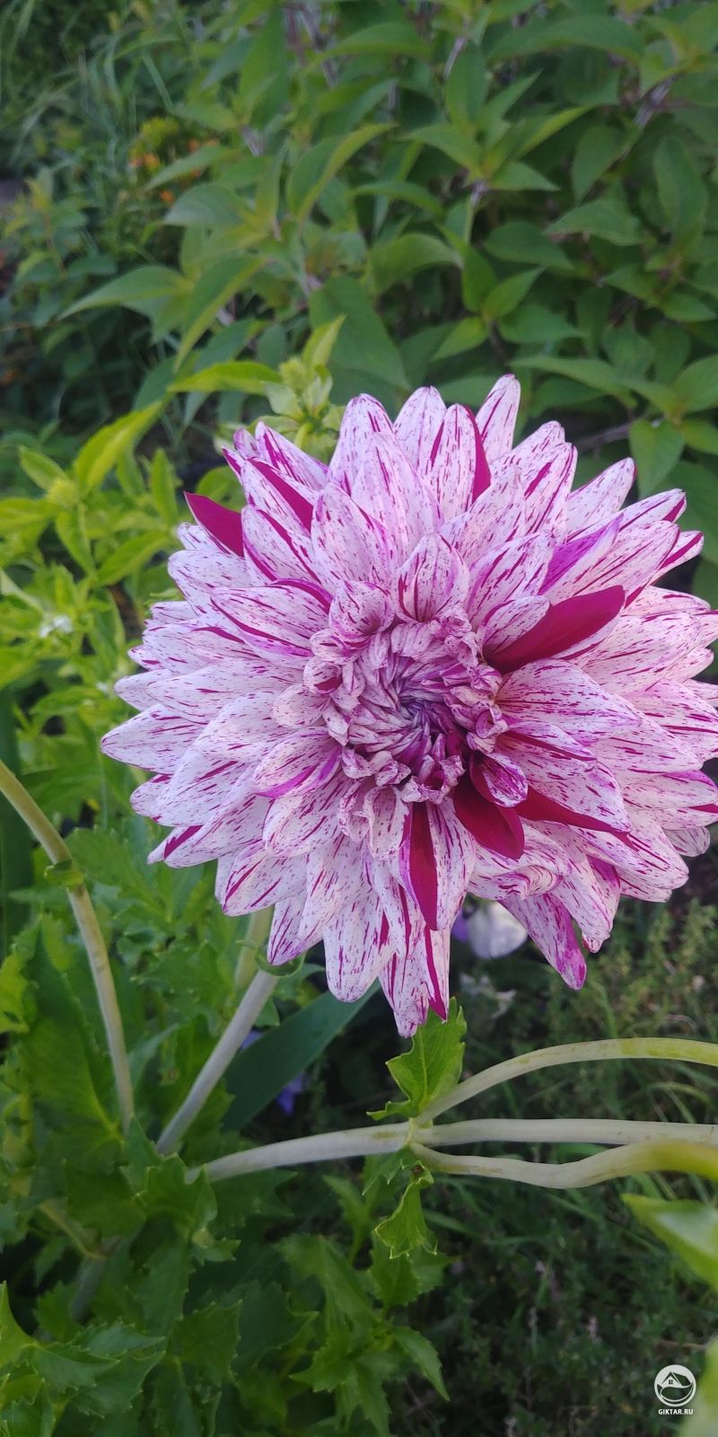 Георгины с двухцветными лепестками!