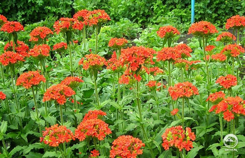 Лихнис (или зорька) Лихнис (или зорька)