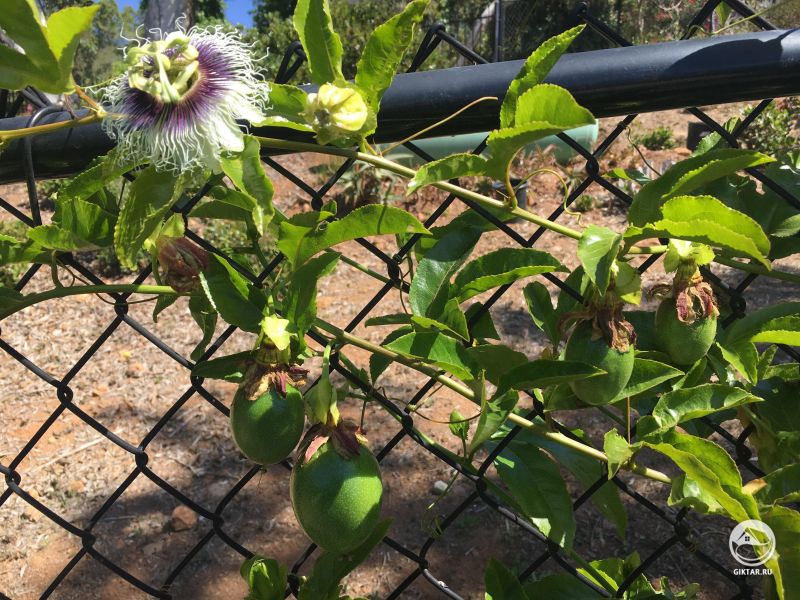 Маракуйя, пассифлора, страстоцвет : цветы и фрукты .