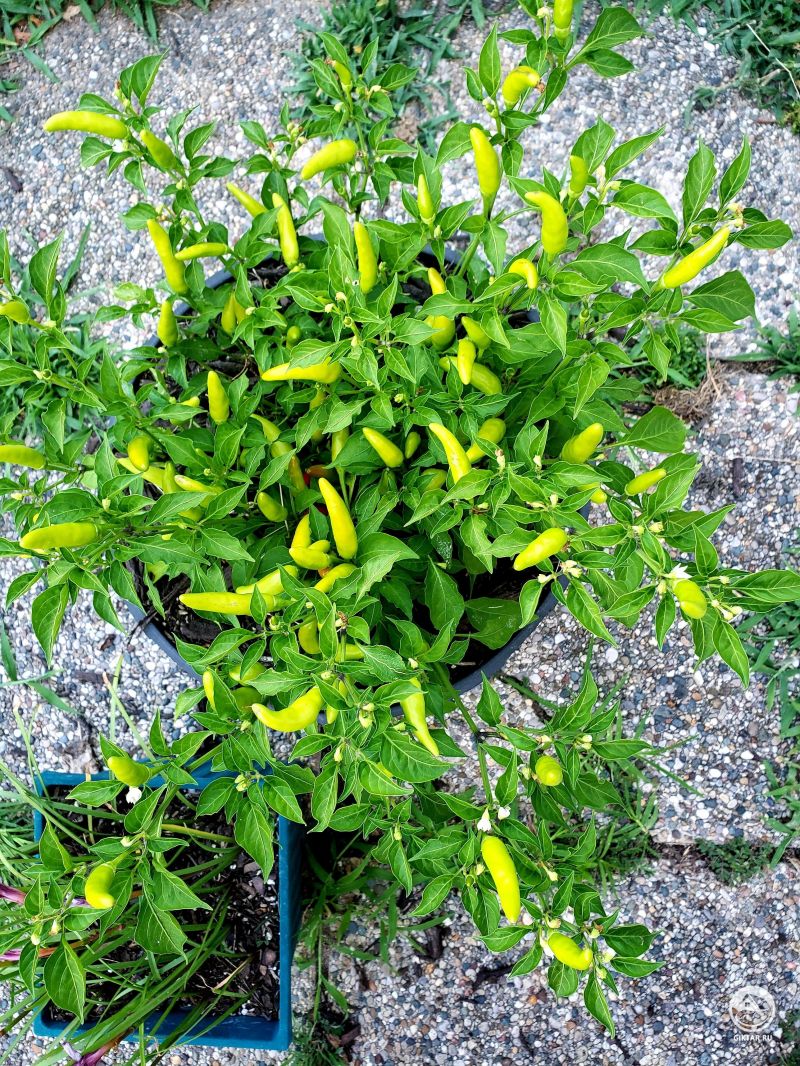 Мой горшочек с чили-перцем.