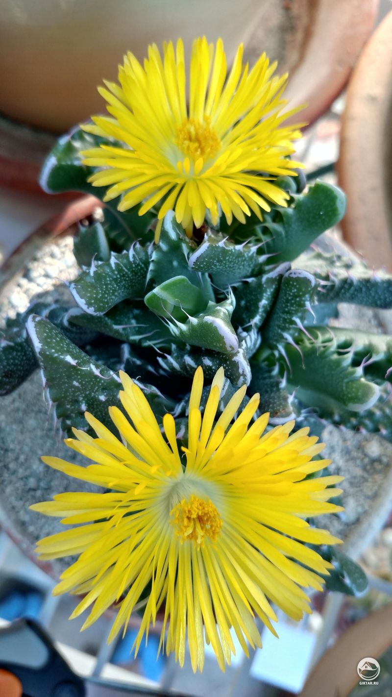 Фаукария тигриная цветет