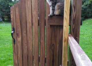 Кошка сидит на заборе и даже не замечает бабочку.