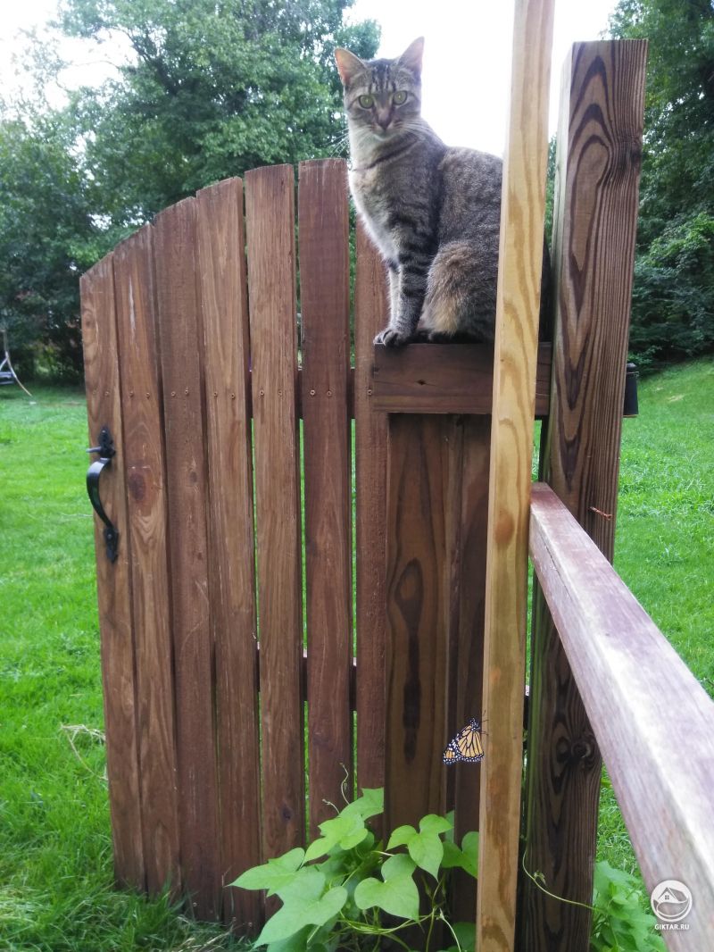 Кошка сидит на заборе и даже не замечает бабочку.