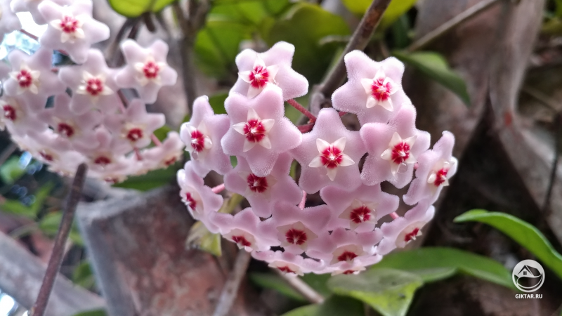 Хойя цветет