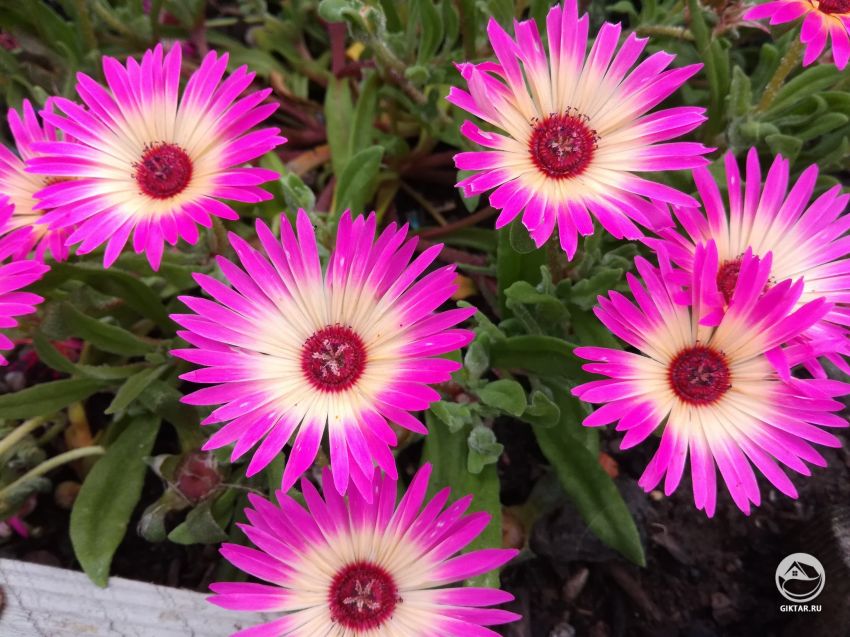 Увидели вчера этих красавцев. Кто знает, кто они?