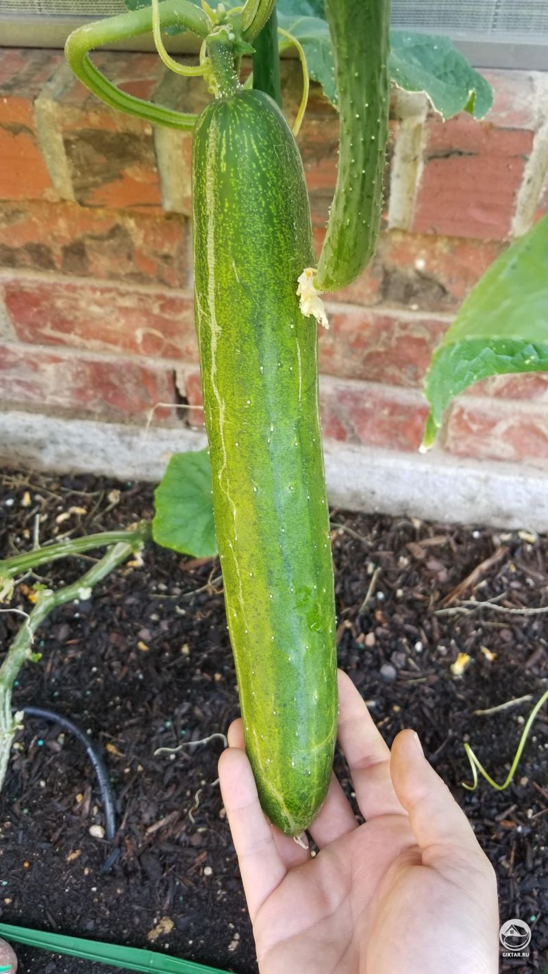 Это мой первый раз выращивания огурцов. Наверно этот уже созрел .