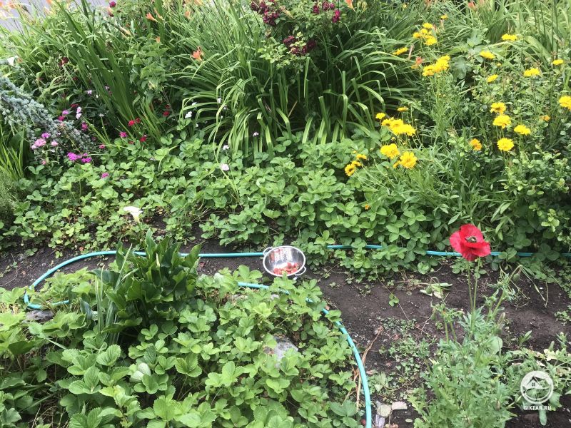 В настоящее время таков смой сад - красивый беспорядок