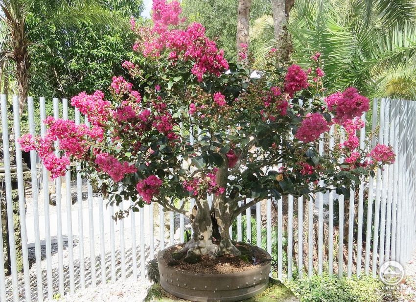 Индийская сирень (Лагерстремия индика)