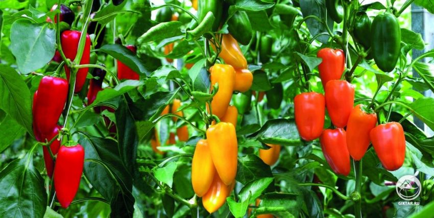 Перец болгарский (сладкий): выращивание Перец болгарский (сладкий): выращивание