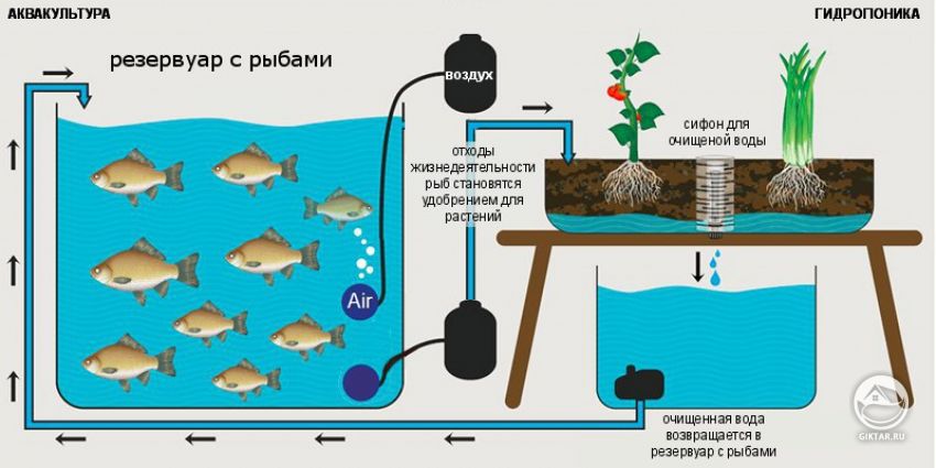 Аквапоника. Схема взаимодействия аквакультуры и гидропоники