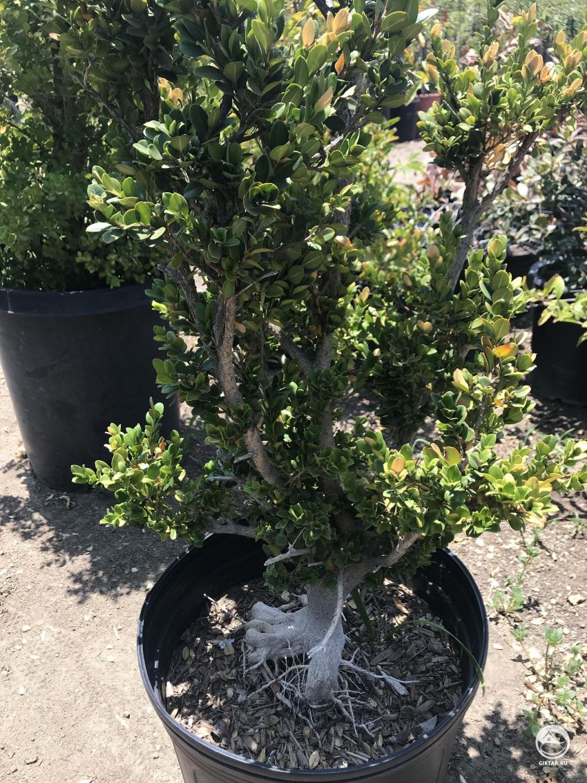 Кто-нибудь знает, что это за дерево ?