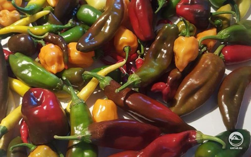 Урожай перца!