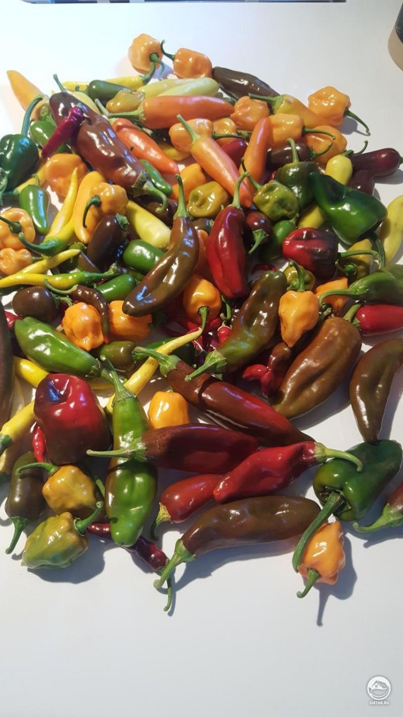 Урожай перца!