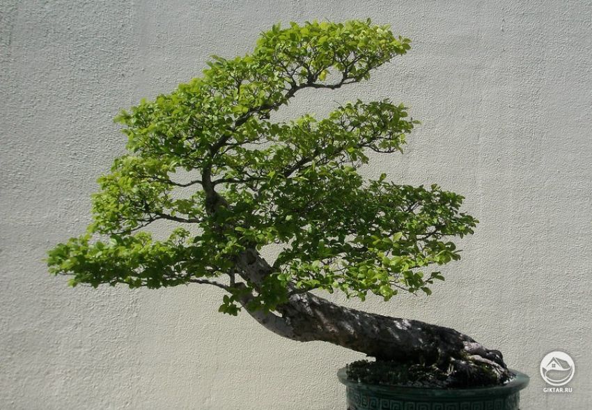 Вяз мелколистный. Бонсай Вяз мелколистный. Бонсай