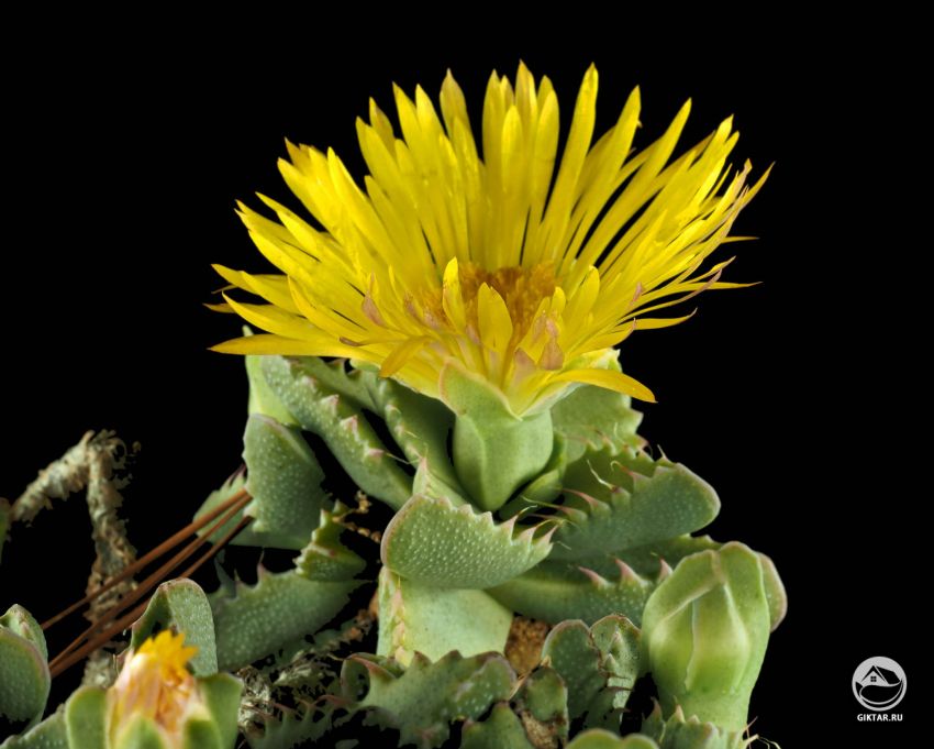 фаукария тигровая в период цветения