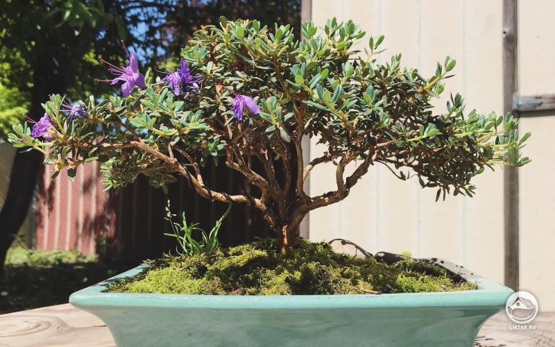 Цветущий рододендрон бонсай