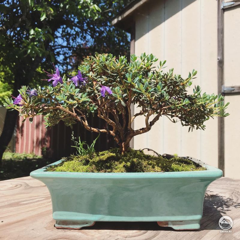 Цветущий рододендрон бонсай
