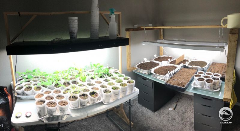 Моя рассада