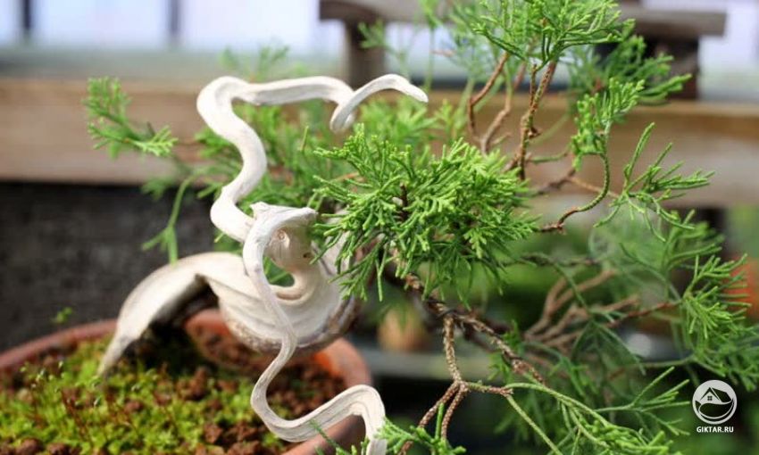 Туя западная. Бонсай Туя западная. Бонсай