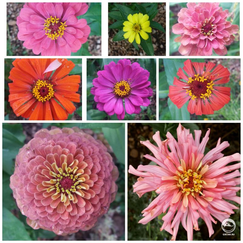 Хотел бы поделиться фотками моих великолепных цинний