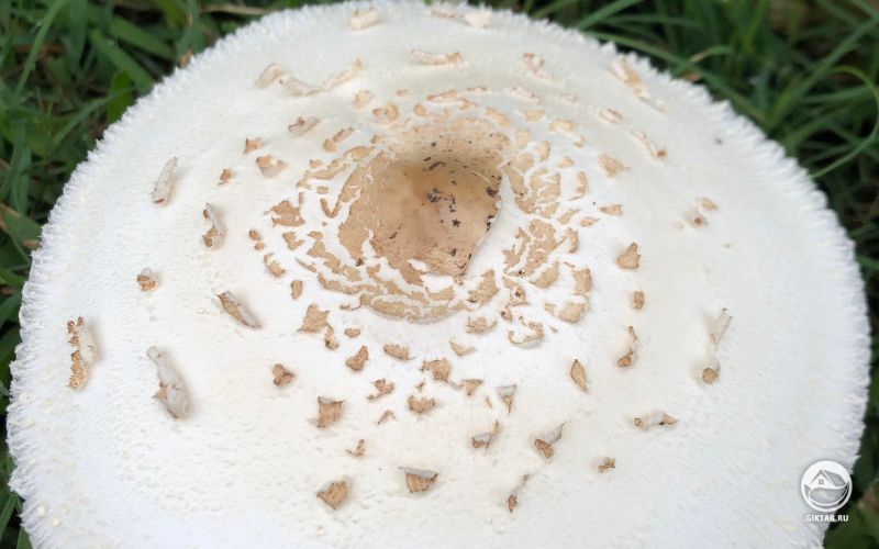 Чудесный гриб