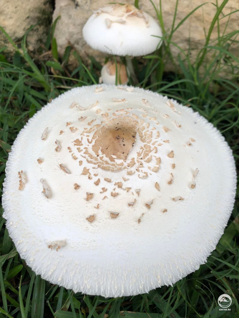 Чудесный гриб