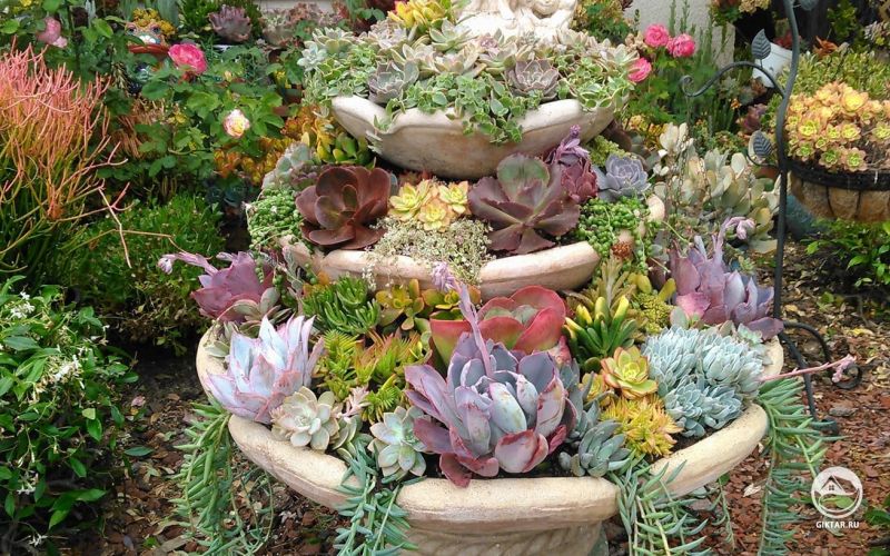 Фонтан из разных суккулентов