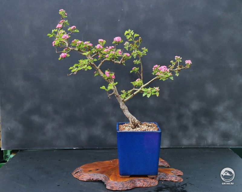 Цветущий боярышник бонсай