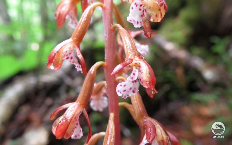 Ладьян пятнистый