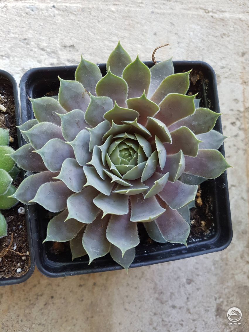 Надеюсь на какие-нибудь сможет помочь опознать растение .