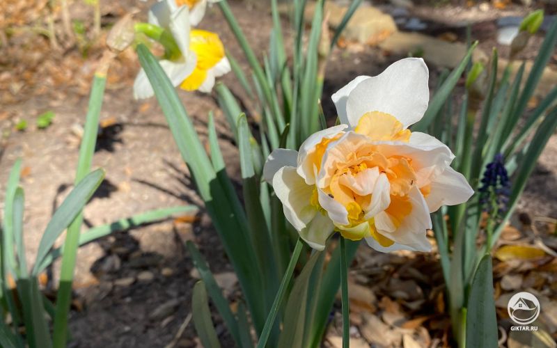 Мои первые нарциссы