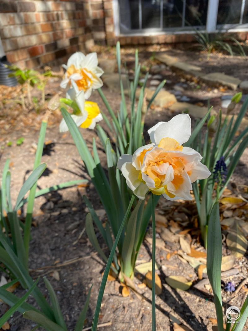 Мои первые нарциссы