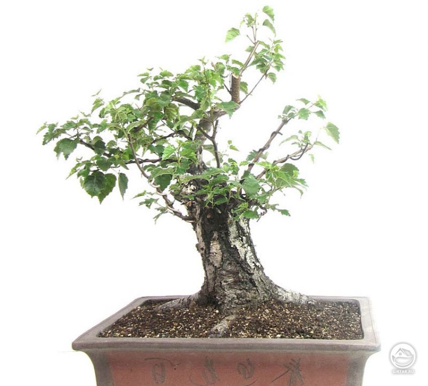 Береза. бонсай Береза. бонсай