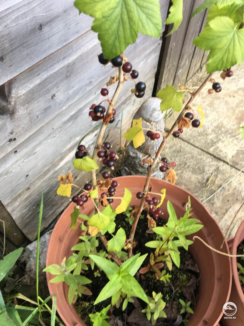 Может кто-нибудь сказать мне, что это?