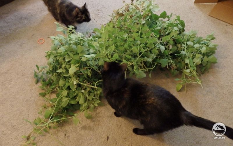 Урожай кошачьей мяты