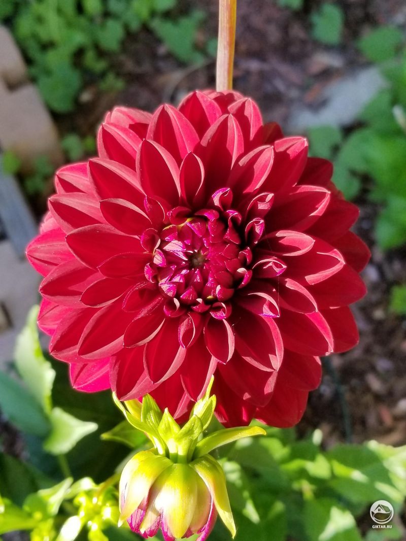 Я просто обожаю георгины.