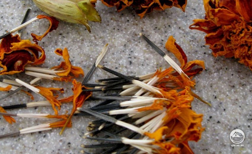 Бархатцы. Семена Семена бархатцев