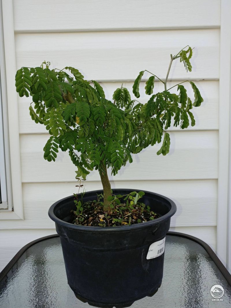 Бразильское дождевое дерево (Chloroleucon тортум) в качестве будущего бонсай