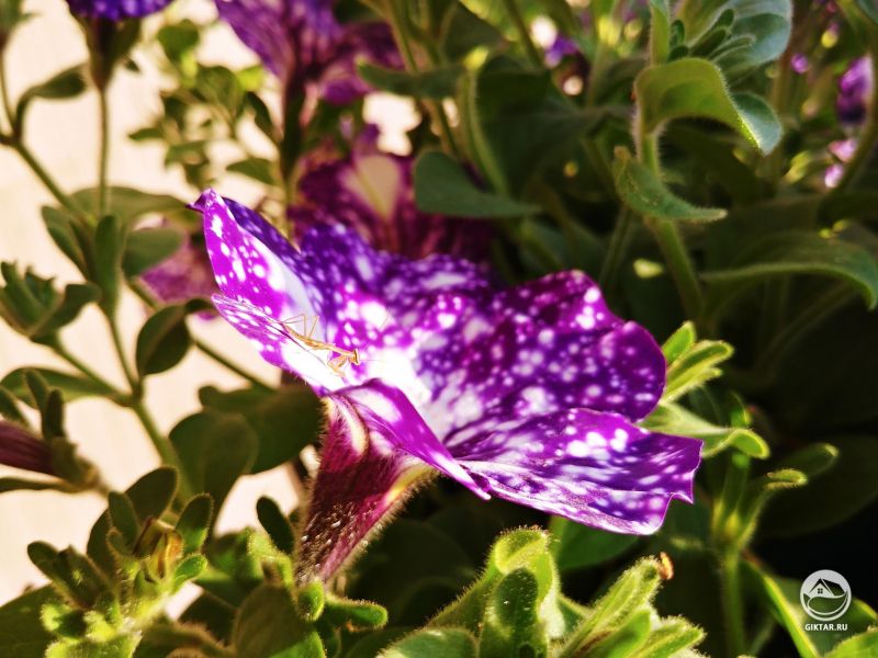 Несколько месяцев назад сыну подарили яйцо богомола. Они наконец-то вылупились!