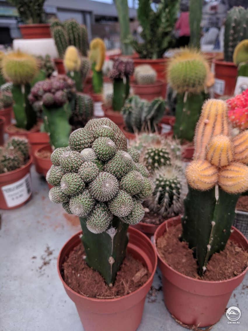 Как называется привитый кактус?