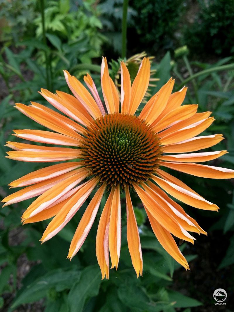 Посаженная прошлой осенью эхинацея зацвела .