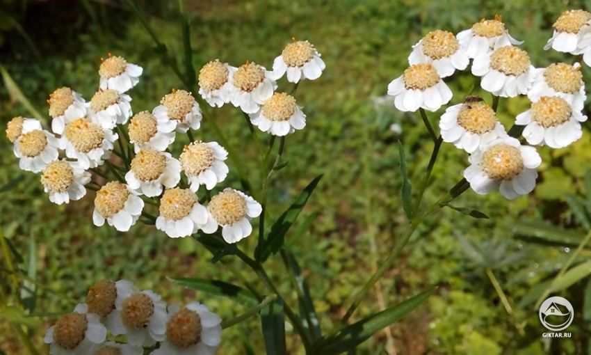 Тысячелистник - неприхотливое украшение сада