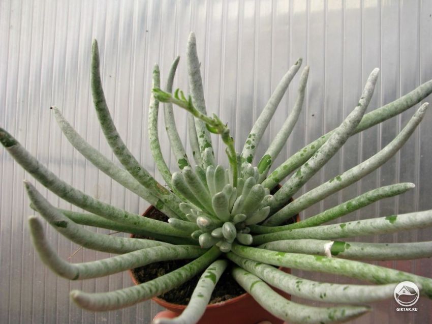 крестовник стрелконосный крестовник стрелконосный - суккулент с шнуровидными листьями, покрытыми белым пушком.