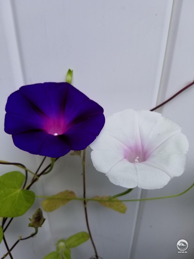 Близнецы или двойняшки ?