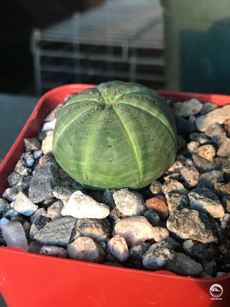 Молочай тучный (Euphorbia Obesa)