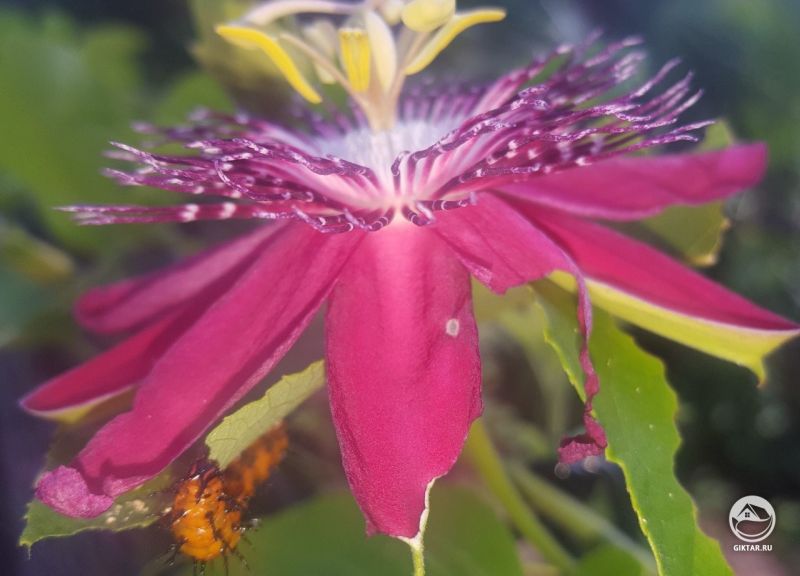 Пассифлора на обед