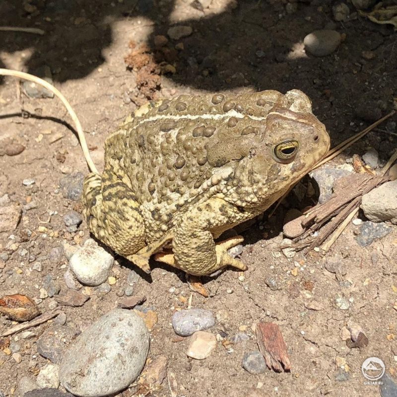 Бородавчатая помощница повилась сегодня в моем саду!